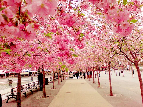 Flores con frases Tumblr - Imagui