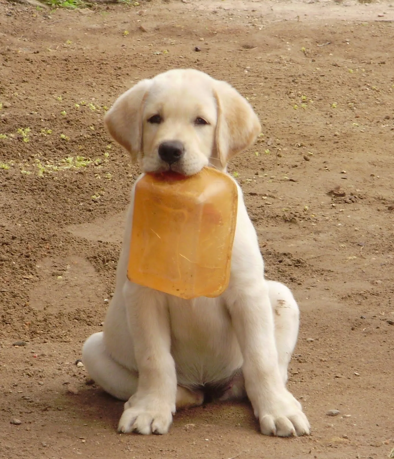 CARPE DIEM: Labrador Retriever - O melhor companheiro entre os cães! CARPE DIEM: Labrador Retriever - O melhor companheiro entre os cães!
