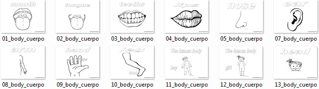 CARPETA DEL MAESTRO: PARTES DEL CUERPO INDEPENDIENTES EN INGLÉS CARPETA DEL MAESTRO: PARTES DEL CUERPO INDEPENDIENTES EN INGLÉS