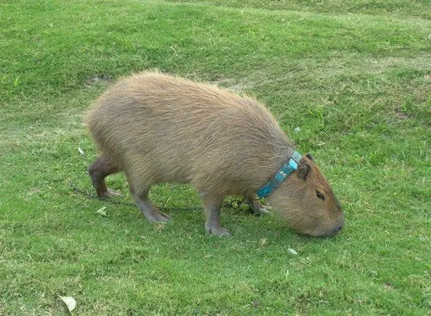 El carpincho como mascota