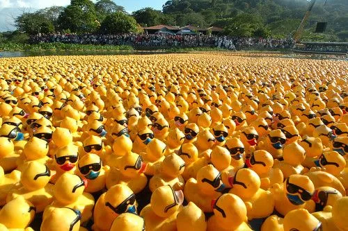 Carrera del Patito de Hule | Flickr - Photo Sharing! Carrera del Patito de Hule | Flickr - Photo Sharing!
