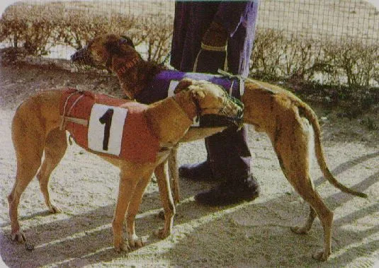 Carreras de Galgos
