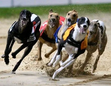 Carreras de galgos ~ Estudiar Inglés en Irlanda Carreras de galgos ~ Estudiar Inglés en Irlanda