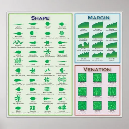 Carta del margen de Venation de la forma de la mor Poster de Zazzle. Carta del margen de Venation de la forma de la mor Poster de Zazzle.