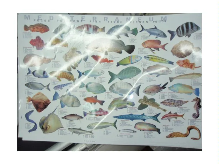 Nombres de los peces del mediterraneo - Imagui Nombres de los peces del mediterraneo - Imagui