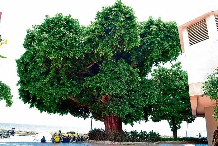 En Cartagena no es tan fácil talar un árbol”: EPA | EL UNIVERSAL ... En Cartagena no es tan fácil talar un árbol”: EPA | EL UNIVERSAL ...