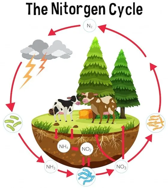 Un cartel de ciencia del ciclo del nitrógeno | Vector Premium Un cartel de ciencia del ciclo del nitrógeno | Vector Premium