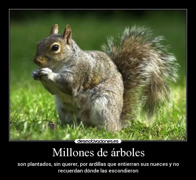Ardillas graciosas con frases - Imagui