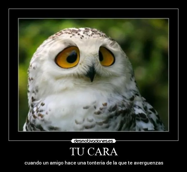 Carteles de Buho | Desmotivaciones