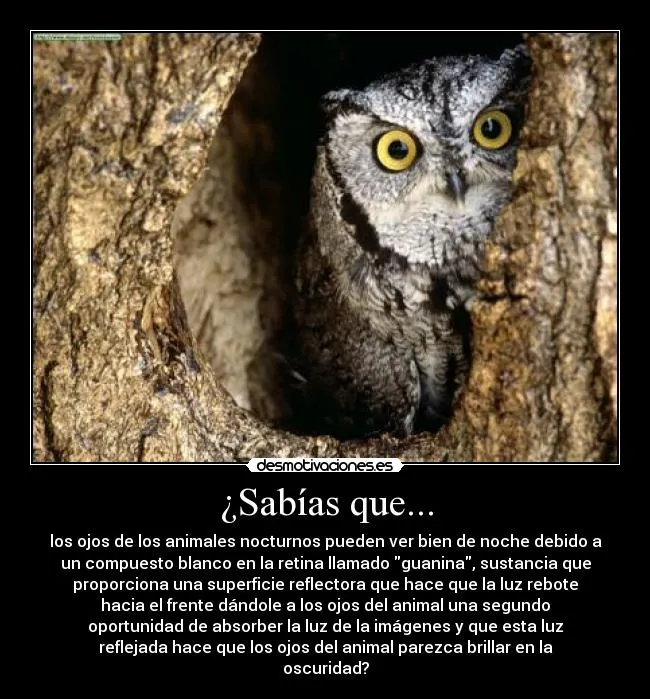 Carteles de Buho Pag. 2 | Desmotivaciones