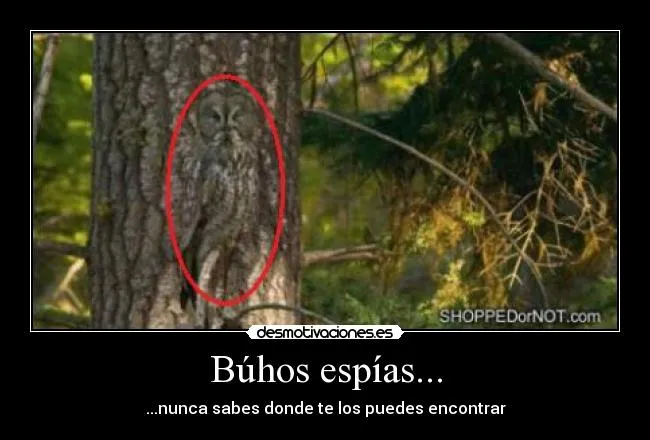 Carteles de Buhos | Desmotivaciones