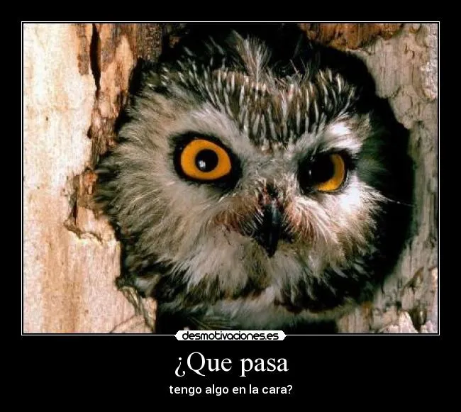 Carteles de Buhos Pag. 10 | Desmotivaciones Carteles de Buhos Pag. 10 | Desmotivaciones