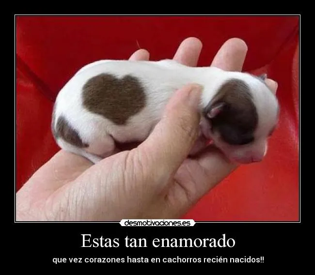 Carteles de Cachorros Pag. 15 | Desmotivaciones Carteles de Cachorros Pag. 15 | Desmotivaciones