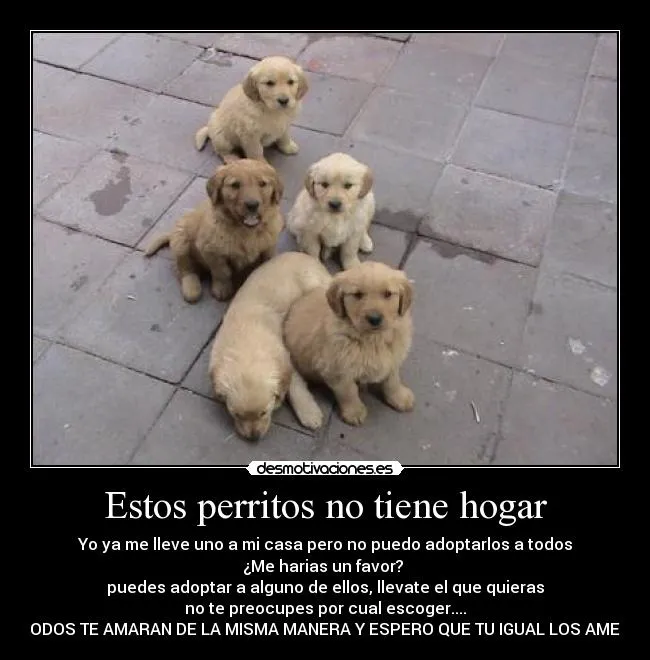 Estos perritos no tiene hogar | Desmotivaciones Estos perritos no tiene hogar | Desmotivaciones