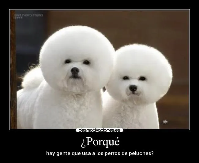 Carteles de Caniche | Desmotivaciones