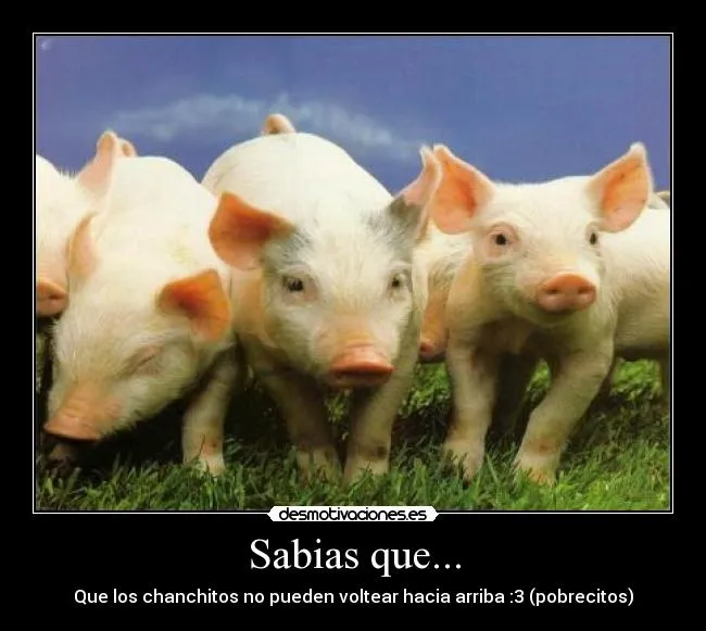 Carteles de Chanchitos | Desmotivaciones