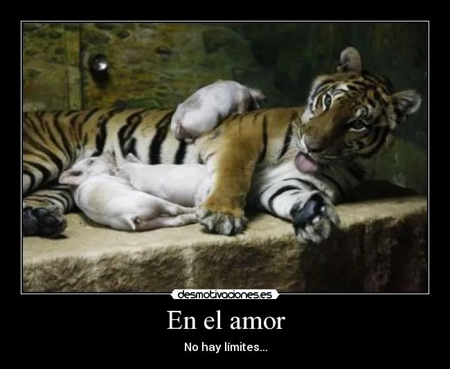 Carteles de Chanchos | Desmotivaciones