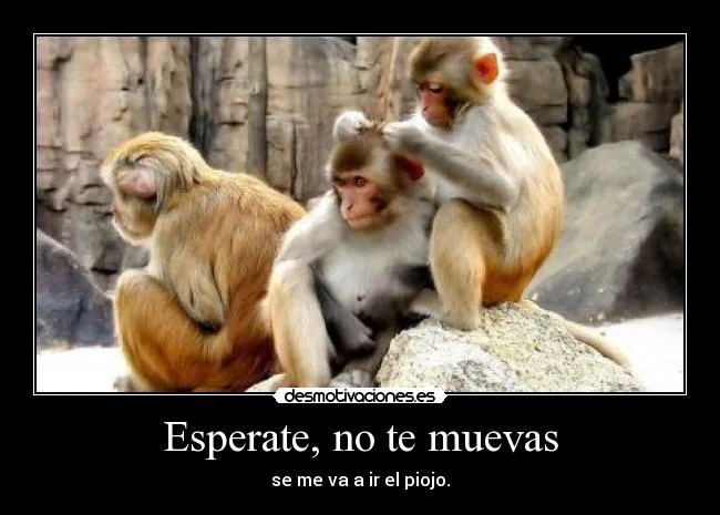 Changos con frases - Imagui