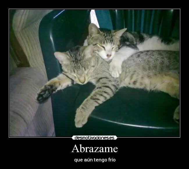 Imagenes de gatos con frases chistosos - Imagui Imagenes de gatos con frases chistosos - Imagui