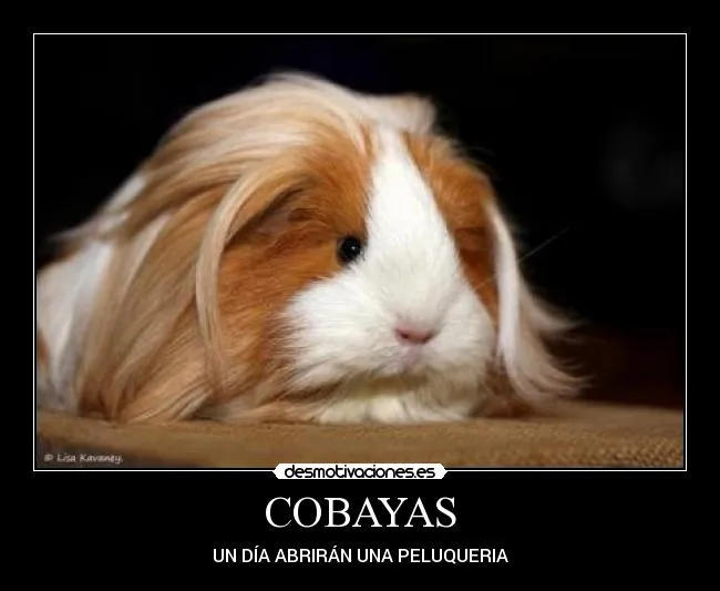 Carteles de Cobayas Pag. 2 | Desmotivaciones