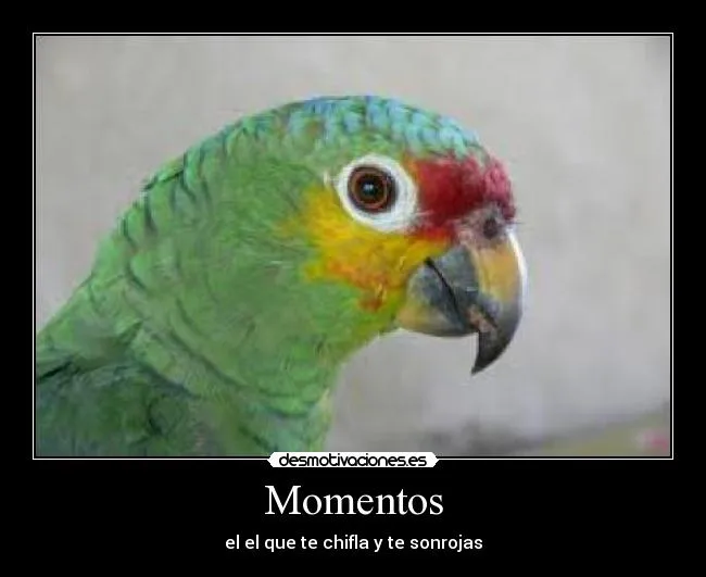 Carteles de Cotorros | Desmotivaciones