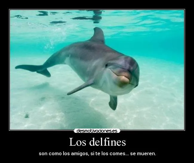 Carteles de Delfin Pag. 30 | Desmotivaciones