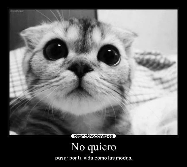 Carteles de Gatitos Pag. 11 | Desmotivaciones Carteles de Gatitos Pag. 11 | Desmotivaciones