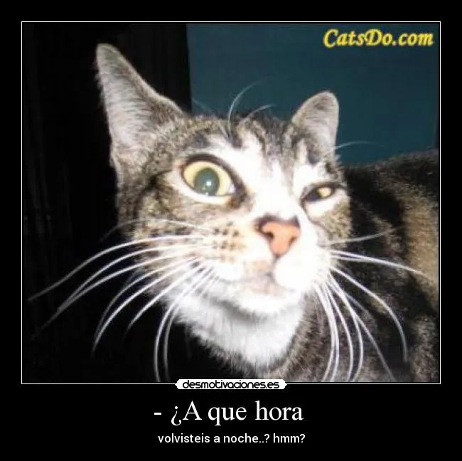 Carteles de Gatos | Desmotivaciones