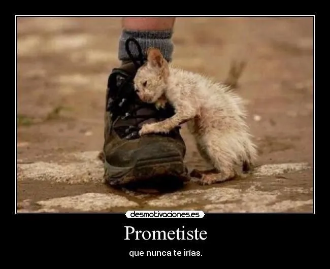 carteles gatos tiernos tristes desmotivaciones | bleses xoxo ... carteles gatos tiernos tristes desmotivaciones | bleses xoxo ...