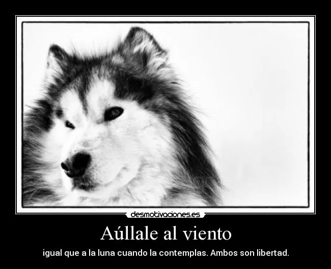 Carteles de Husky Pag. 10 | Desmotivaciones