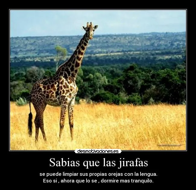 Carteles de Jirafas Pag. 3 | Desmotivaciones Carteles de Jirafas Pag. 3 | Desmotivaciones