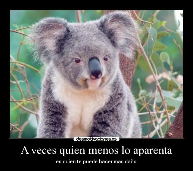 Carteles de Koalas | Desmotivaciones