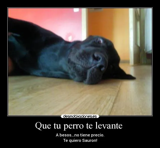 Carteles de Labrador | Desmotivaciones