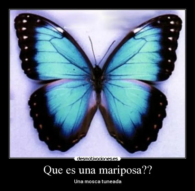 Carteles de Mariposas Pag. 14 | Desmotivaciones