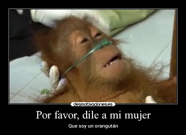 Imagenes graciosas de orangutanes - Imagui