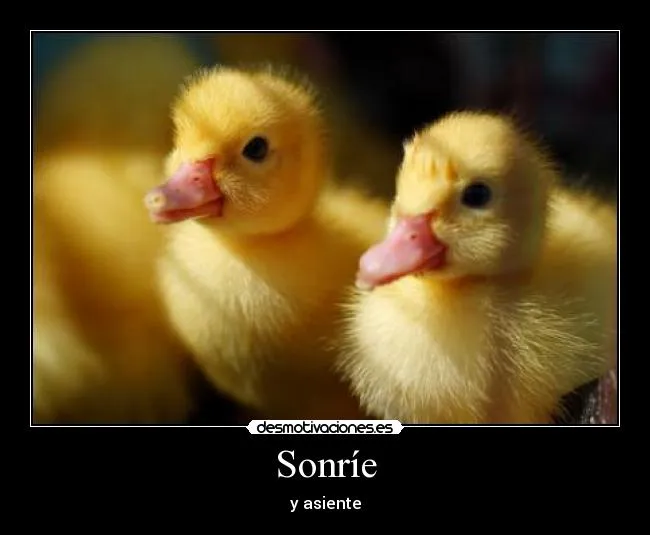 Carteles de Patitos Pag. 6 | Desmotivaciones