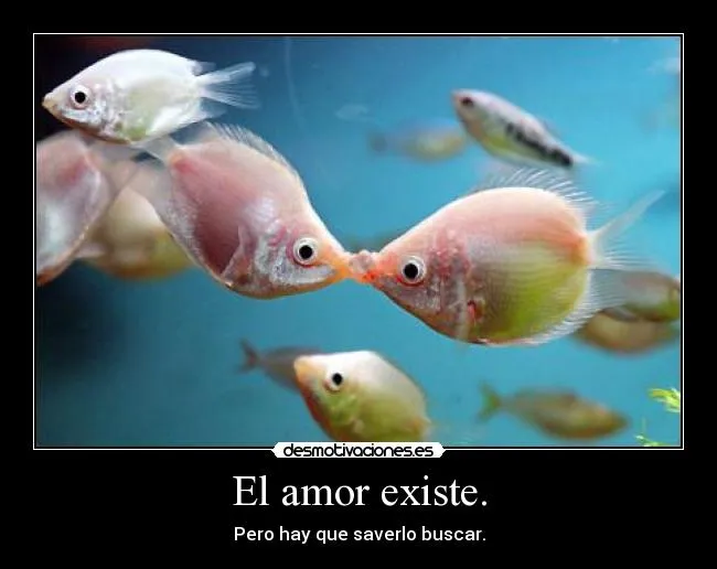 Carteles de Peces Pag. 64 | Desmotivaciones