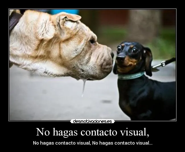 Carteles de Perros | Desmotivaciones