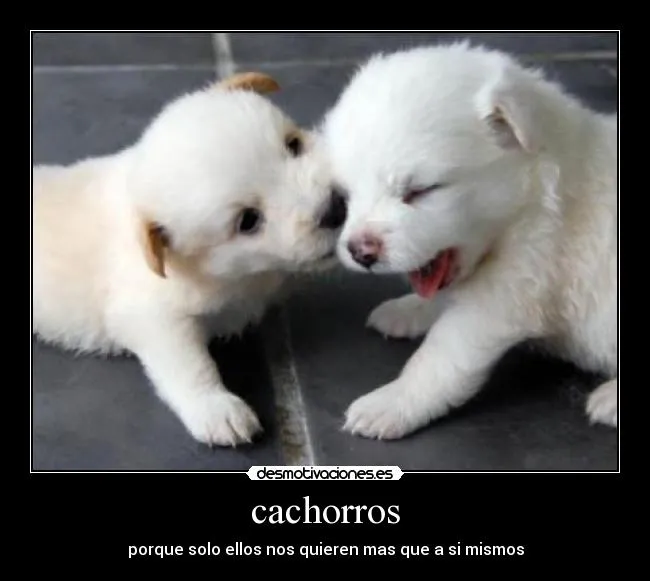 Carteles de Perros Pag. 246 | Desmotivaciones
