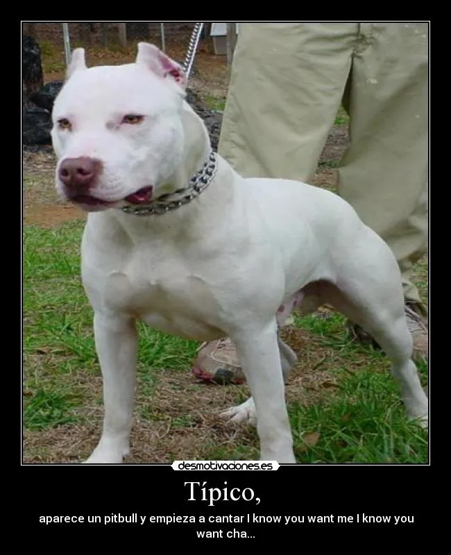Carteles de Pitbull | Desmotivaciones