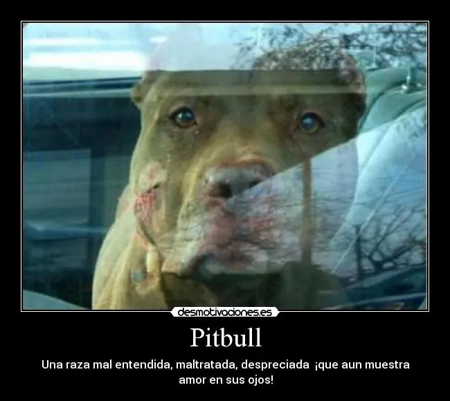 Carteles de Pitbull Pag. 83 | Desmotivaciones