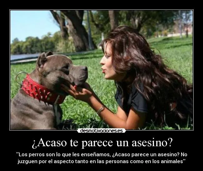 Carteles de Pitbulls | Desmotivaciones