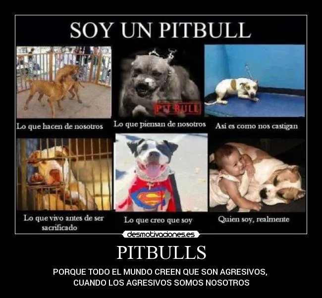 Carteles de Pitbulls Pag. 2 | Desmotivaciones Carteles de Pitbulls Pag. 2 | Desmotivaciones