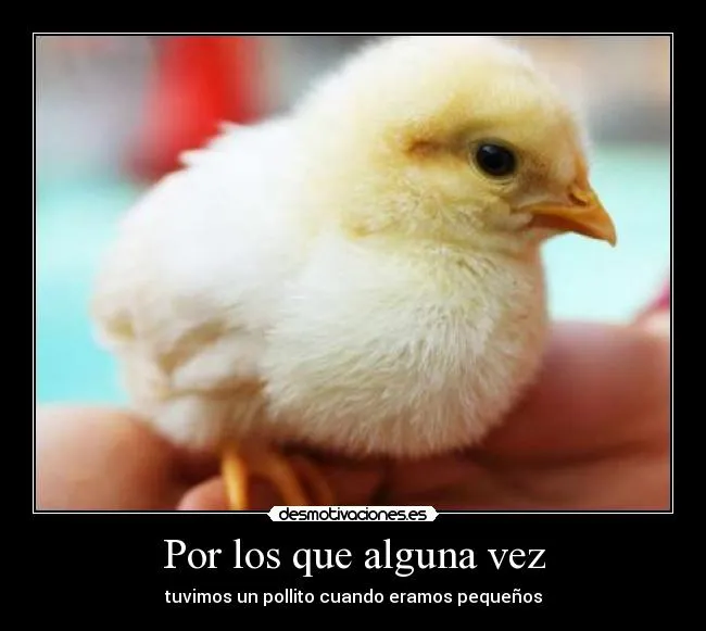 Carteles de Pollito Pag. 13 | Desmotivaciones Carteles de Pollito Pag. 13 | Desmotivaciones