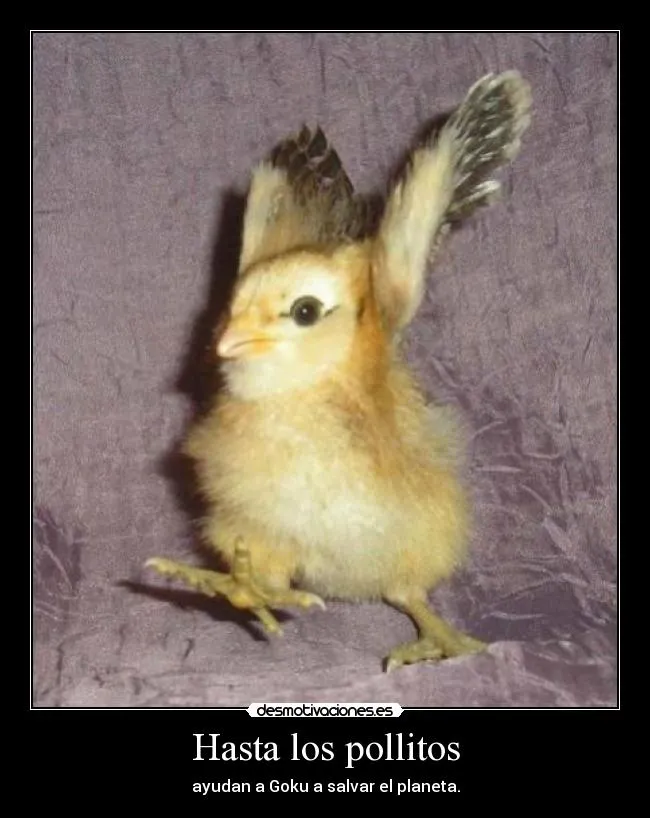 Carteles de Pollos | Desmotivaciones