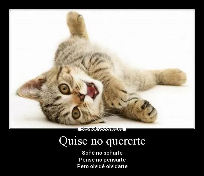 Gatitos graciosos y tiernos con frases - Imagui Gatitos graciosos y tiernos con frases - Imagui