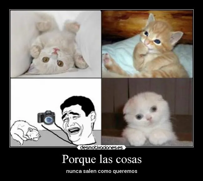 Memes de gatos tiernos - Imagui