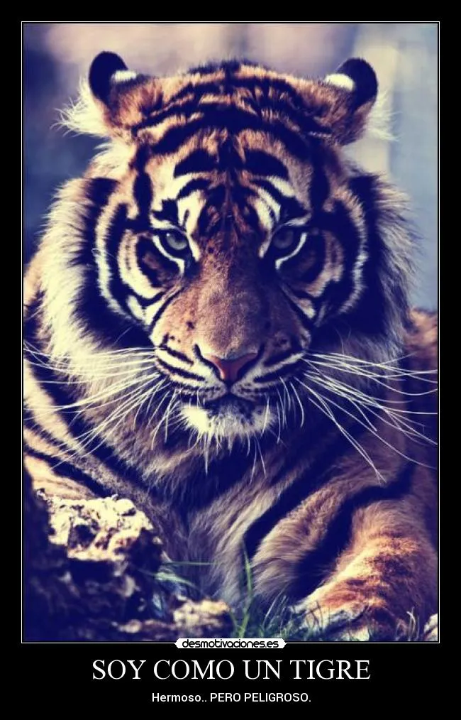 Carteles de Tigre Pag. 10 | Desmotivaciones Carteles de Tigre Pag. 10 | Desmotivaciones