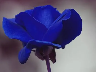 Cartofen: Rosas Azules
