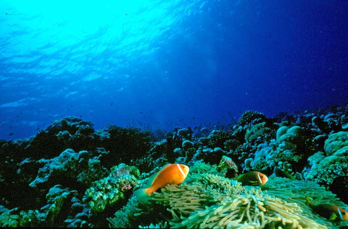 El fondo marino - Imagui